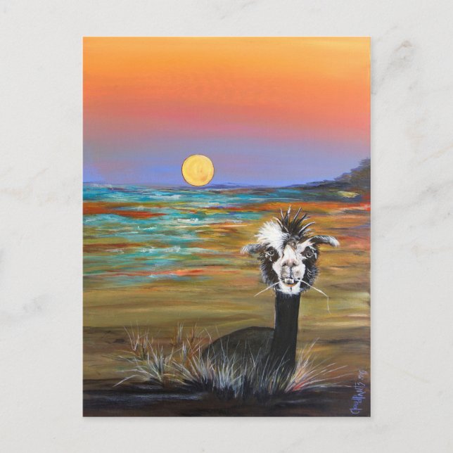 Alpaca - Vincent  postcard (Front)