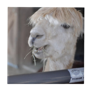 Alpaca, White Tile