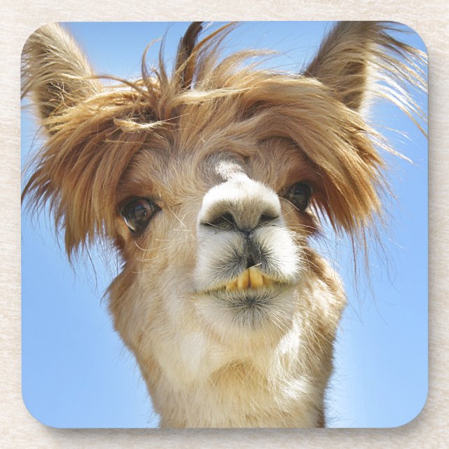 Alpaca with Crazy Hair Coaster (Front)