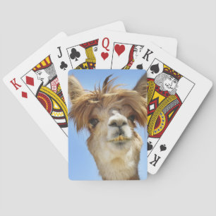 Alpaca with Crazy Hair Playing Cards
