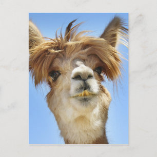 Alpaca with Crazy Hair Postcard