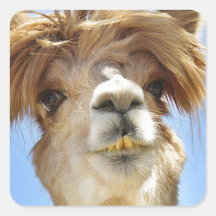 Alpaca with Crazy Hair