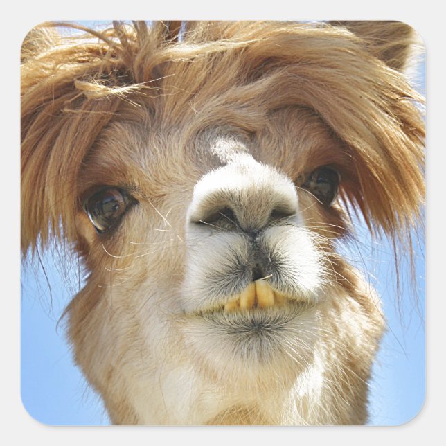 Alpaca with Crazy Hair Square Sticker (Front)