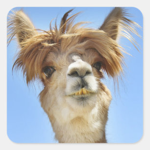 Alpaca with Crazy Hair Square Sticker