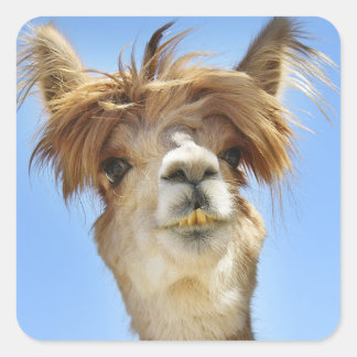 Alpaca with Crazy Hair Square Sticker