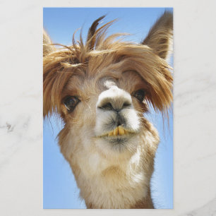 Alpaca with Crazy Hair Stationery