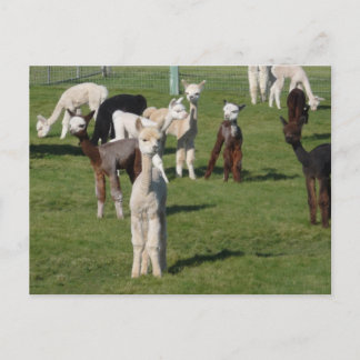 Alpaca youngsters postcard