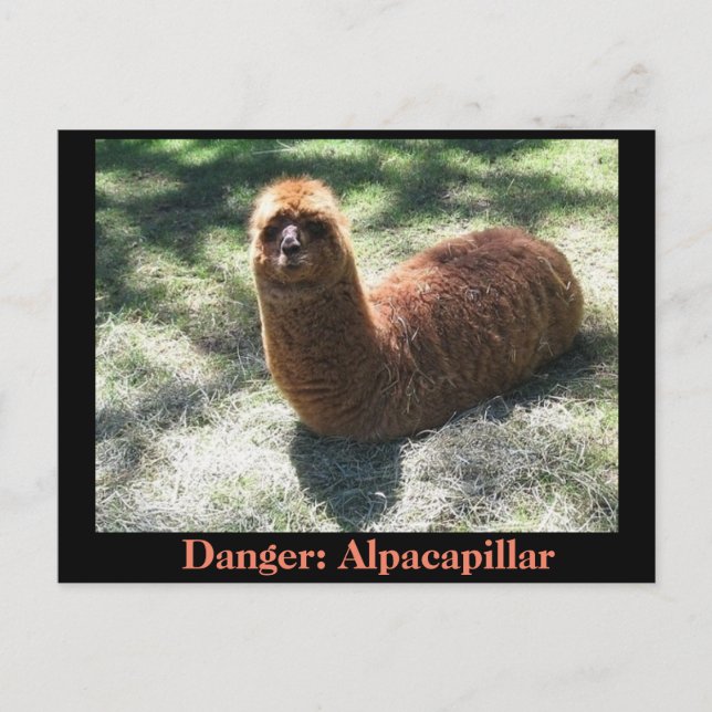 Alpacapillar Postcard (Front)