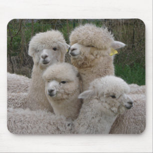 Alpacas Closeup Mouse Mat