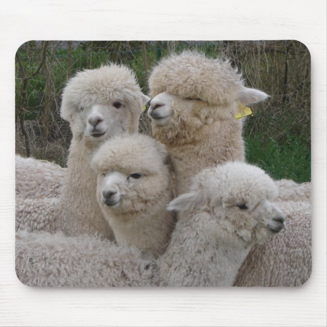 Alpacas Closeup Mouse Mat (Front)
