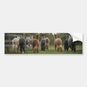 Alpacas in Motion Bumper Sticker