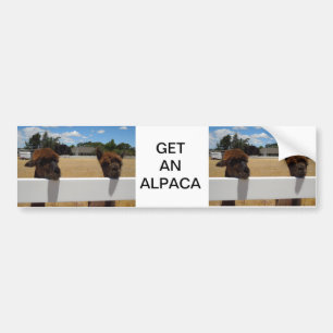 Alpacas in Templeton, California Bumper Sticker