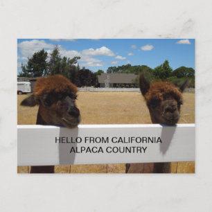 Alpacas in Templeton, California Postcard