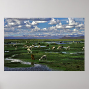 Alpacas in the Andes Poster