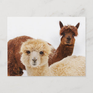 Alpacas in the Snow Photo Postcard