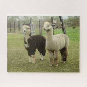 Alpacas Jigsaw Puzzle