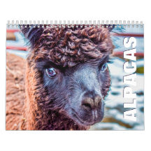 Alpacas Wall Calendar