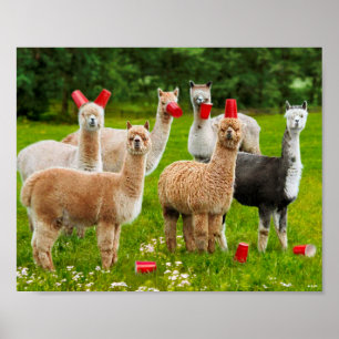 Alpacas With Red Cups Poster