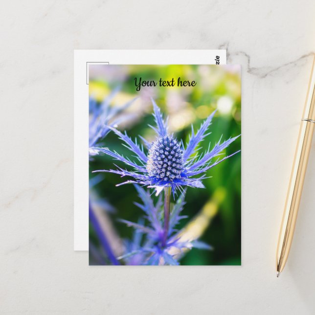 Alpen Mannstreu Postcard (Front/Back In Situ)