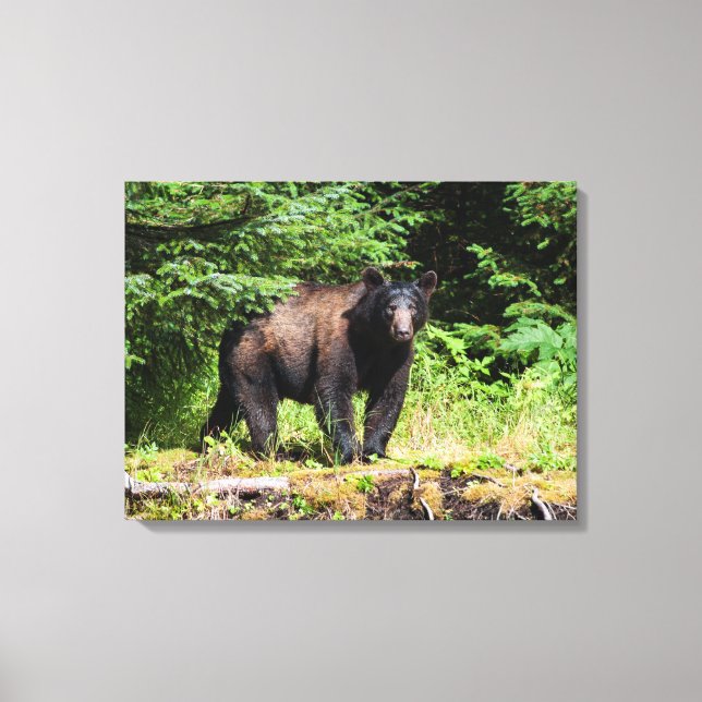 Alpha Black Bear Canvas Print (Front)