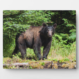 Alpha Black Bear Plaque