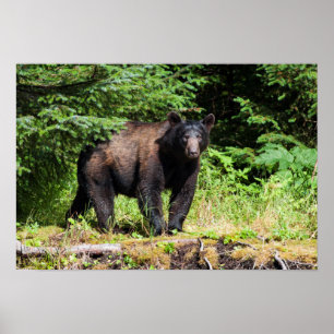 Alpha Black Bear Poster
