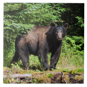 Alpha Black Bear Tile