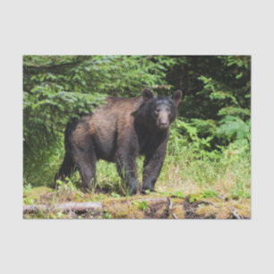 Alpha Black Bear Tissue Paper