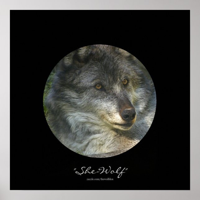 Alpha Female Grey Wolf Wildlife-Support Poster (Front)