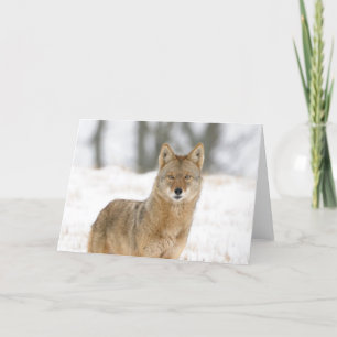 Alpha Male Coyote Card