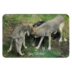 Alpha Male, Female Grey Wolf & Pup Wildlife Magnet