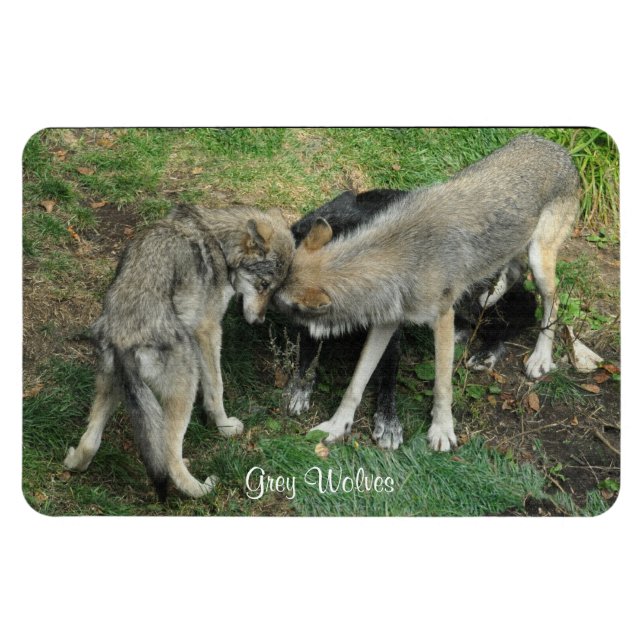 Alpha Male, Female Grey Wolf & Pup Wildlife Magnet (Horizontal)