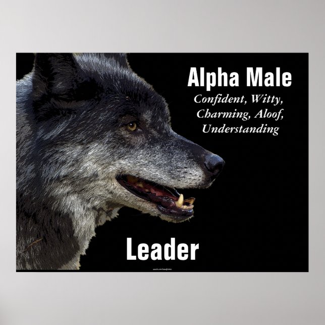 Alpha Male Grey Wolf Motivational Poster (Front)