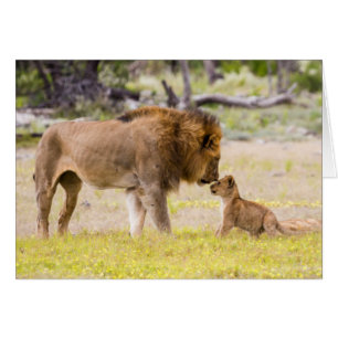 Alpha male lion inspects cub