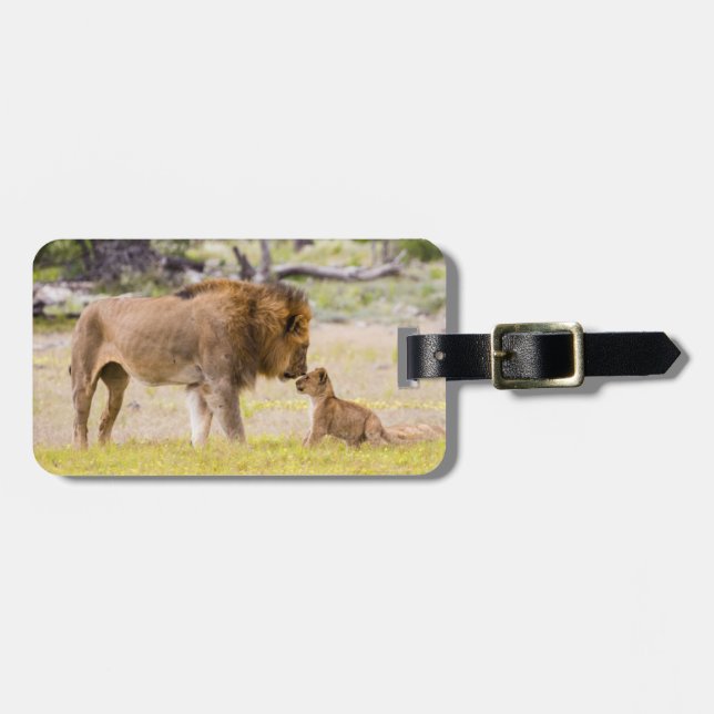 Alpha male lion inspects cub luggage tag (Front Horizontal)