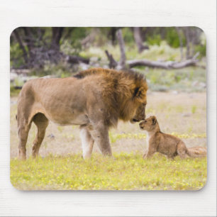 Alpha male lion inspects cub mouse mat