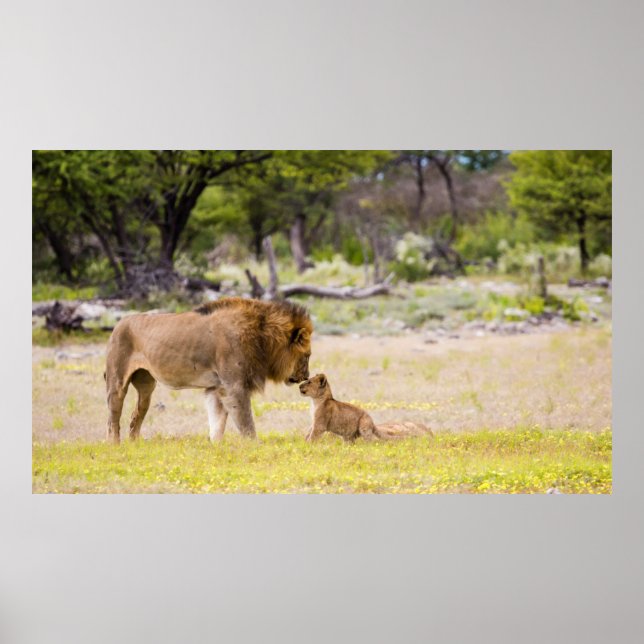 Alpha male lion inspects cub poster (Front)
