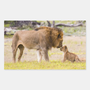 Alpha male lion inspects cub rectangular sticker