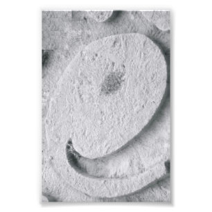 Alphabet Letter Photography E4 Black and White 4x6 Photo Print