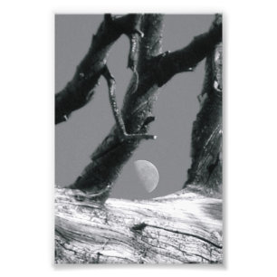 Alphabet Letter Photography M7 Black and white 4x6 Photo Print