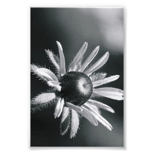 Alphabet Letter Photography O8 Black and White 4x6 Photo Print