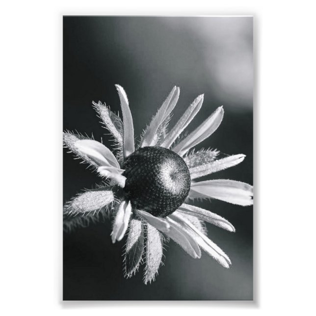 Alphabet Letter Photography O8 Black and White 4x6 Photo Print (Front)