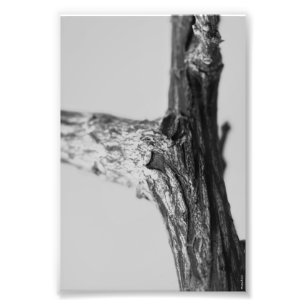 Alphabet Letter Photography Y8 Black and White 4x6 Photo Print