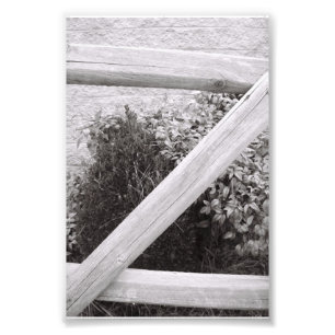 Alphabet Letter Photography Z2 Black and White 4x6 Photo Print