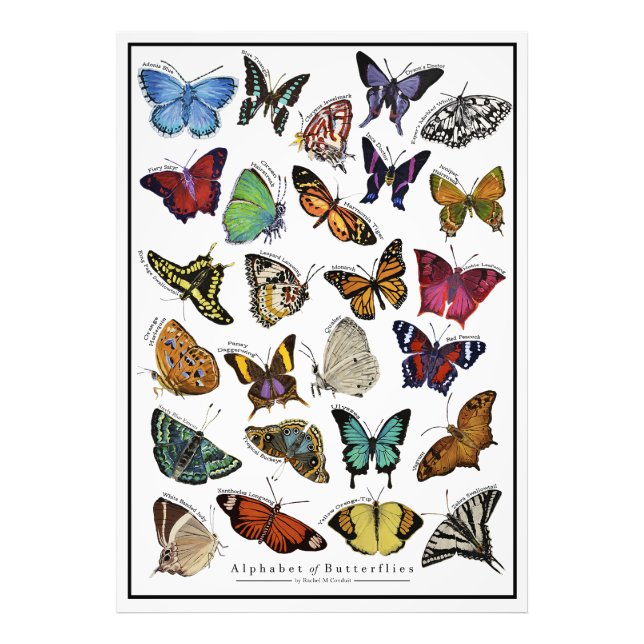 Alphabet of Butterflies Poster (Front)