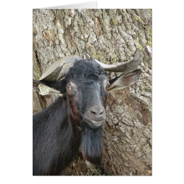 Alpine Billy Goat (Front)
