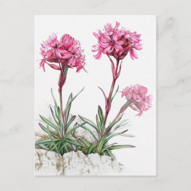 Alpine catchfly in flower watercolor art postcard (Front)