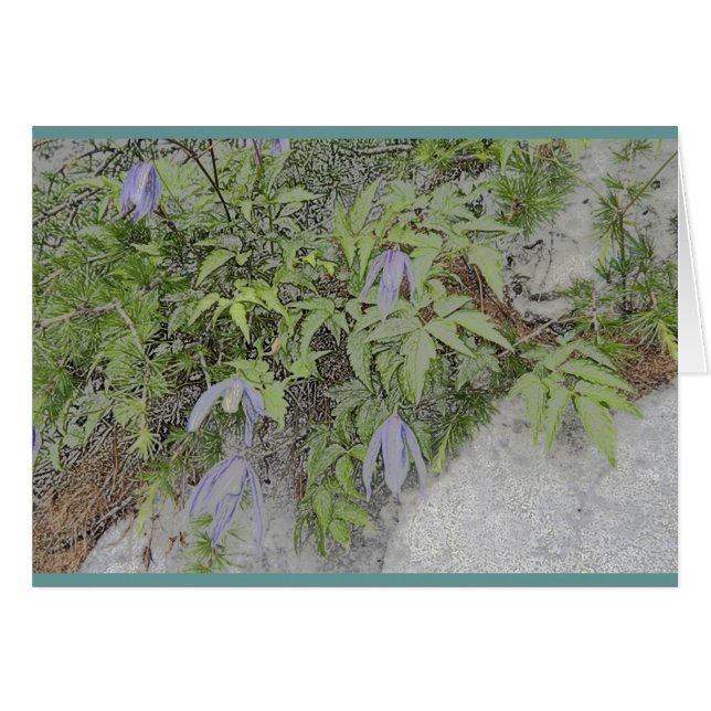Alpine clematis (Front Horizontal)