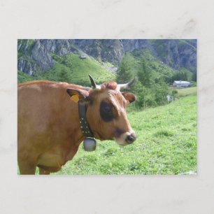 Alpine Cow Postcard