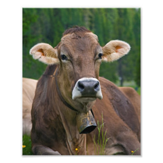 Alpine Cow Print